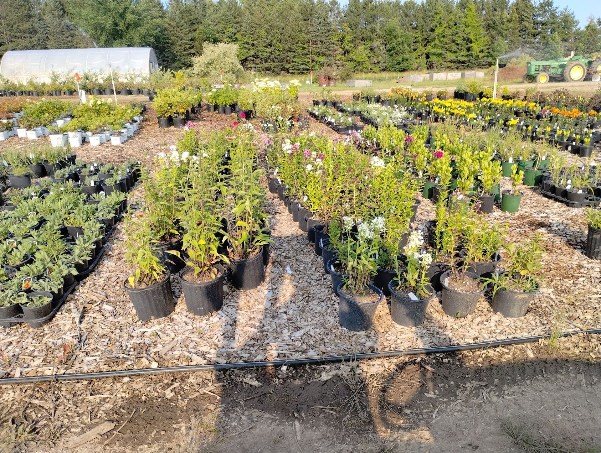 A garden center filled with lots of potted plants.
