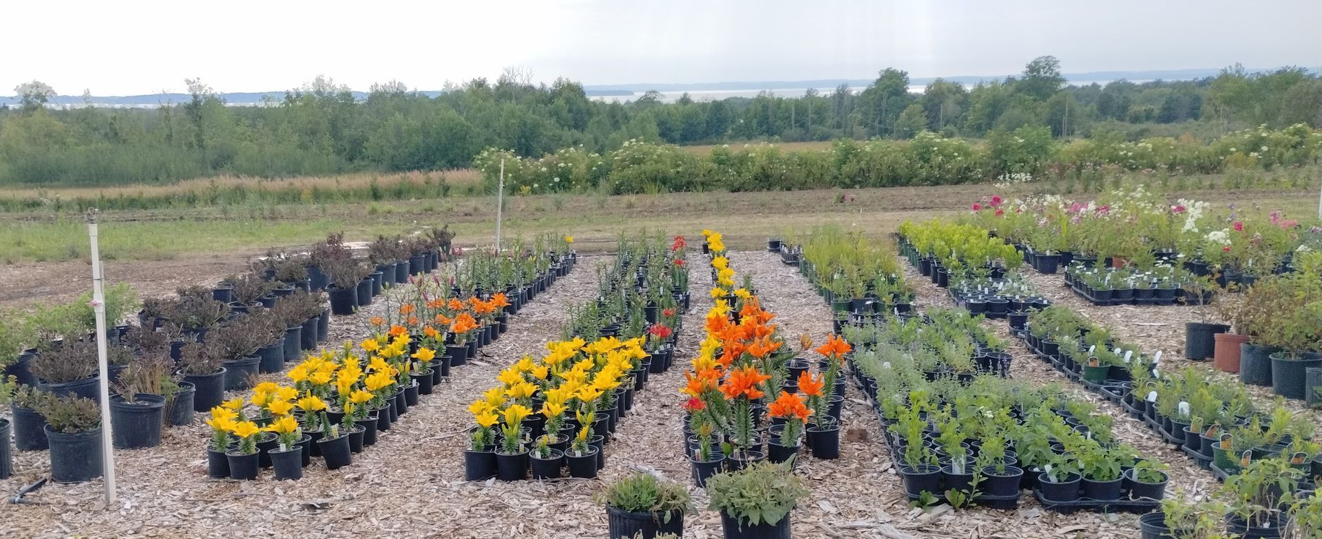 A field filled with lots of potted plants and flowers.