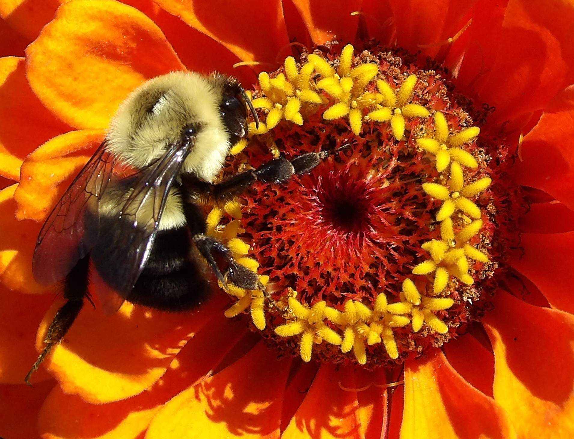 A close up of a bee on a flower