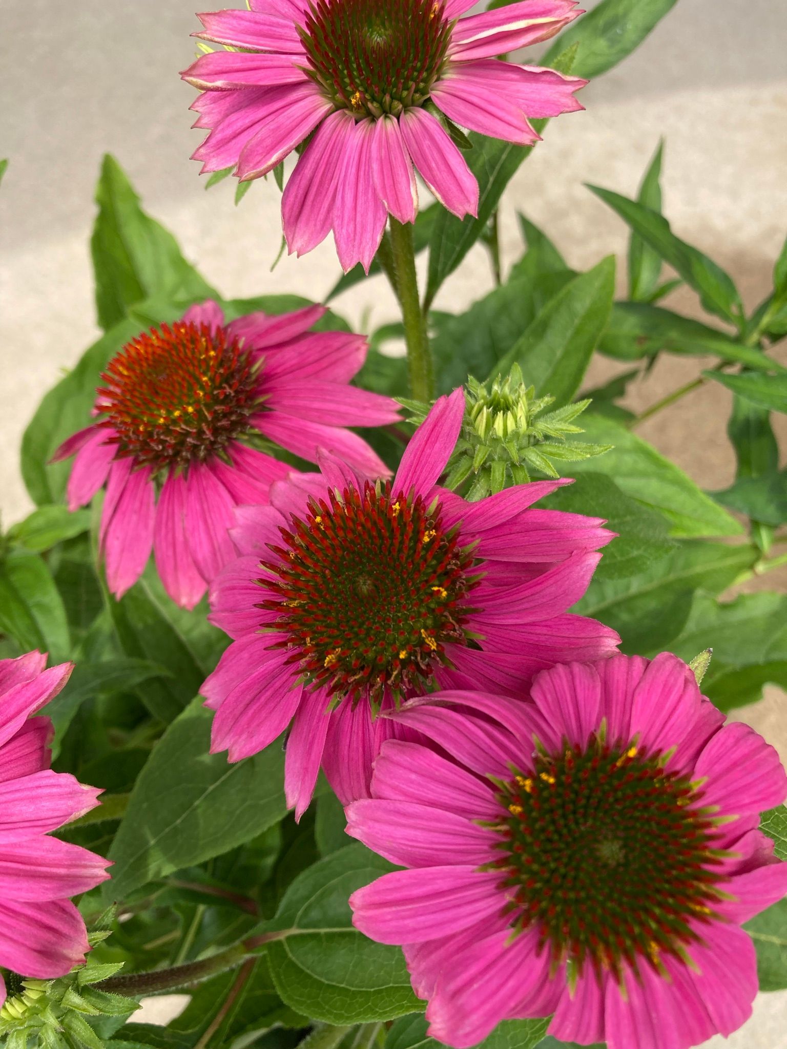 A close up of a bunch of pink flowers with green leaves