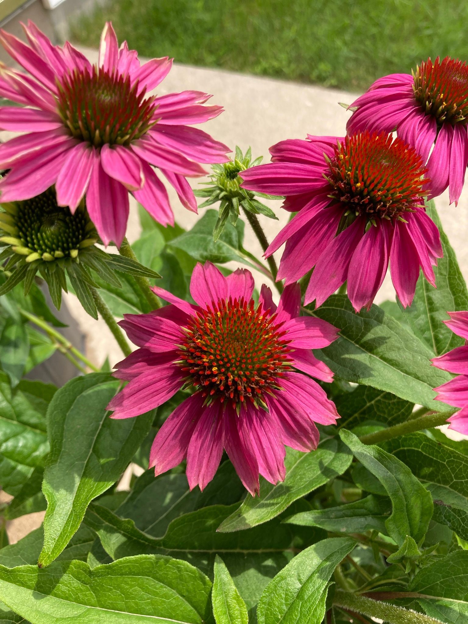 A bunch of purple flowers are growing in a garden.