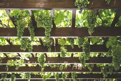 A bunch of grapes hanging from a wooden pergola