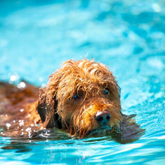 A brown dog is swimming in a swimming pool.