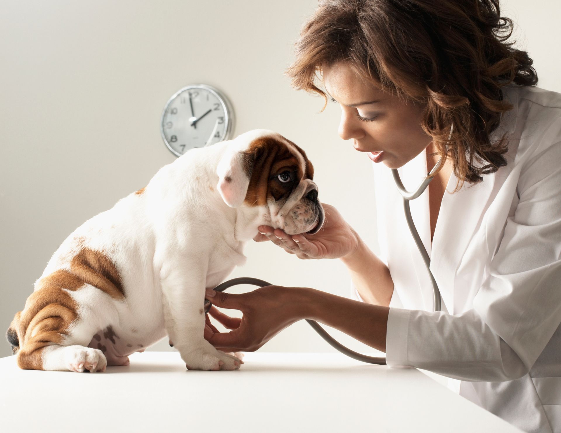 Preventive Care | Medford, OR | Best Friends Animal Hospital Of East Medford