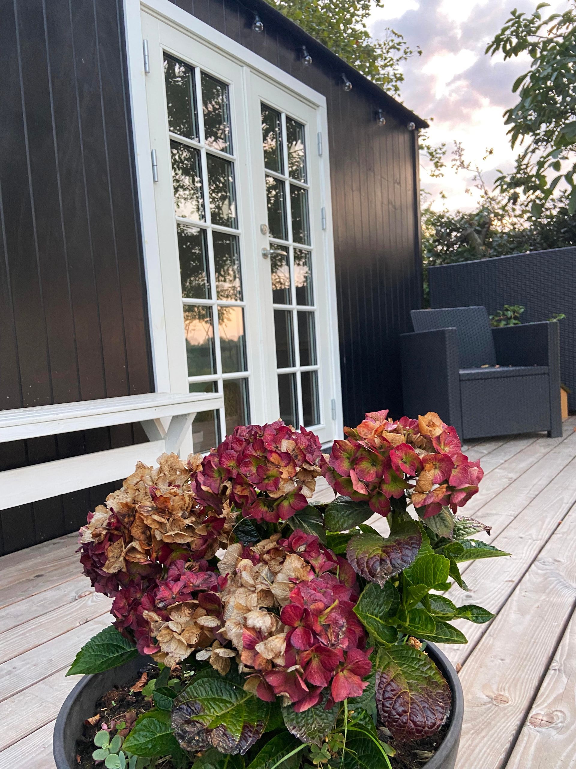 En krukke med blomster står på et trædæk foran et skur.