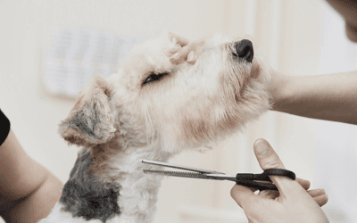 Pet pampering