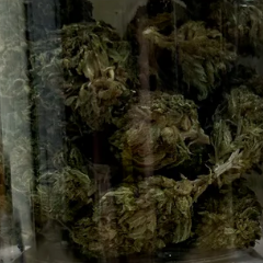 Green cannabis buds in a clear container.