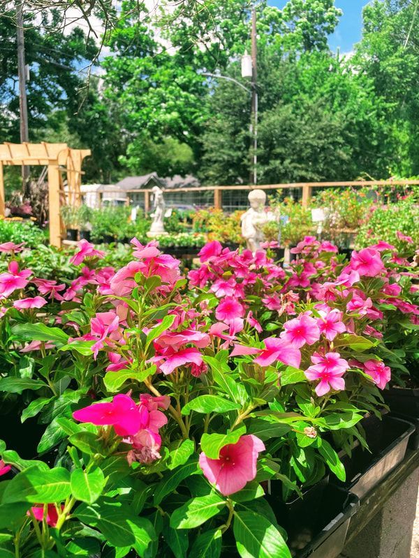 A bunch of pink flowers are growing in a garden.