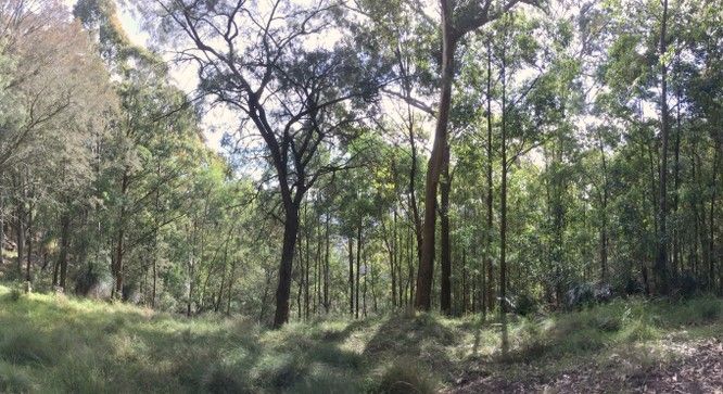 A Forest Filled with Lots of Trees and Grass on A Sunny Day — Rearden Fencing Pty Ltd in Wallsend, NSW