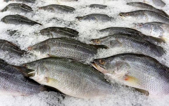 allevamento e vendita di prodotti ittici