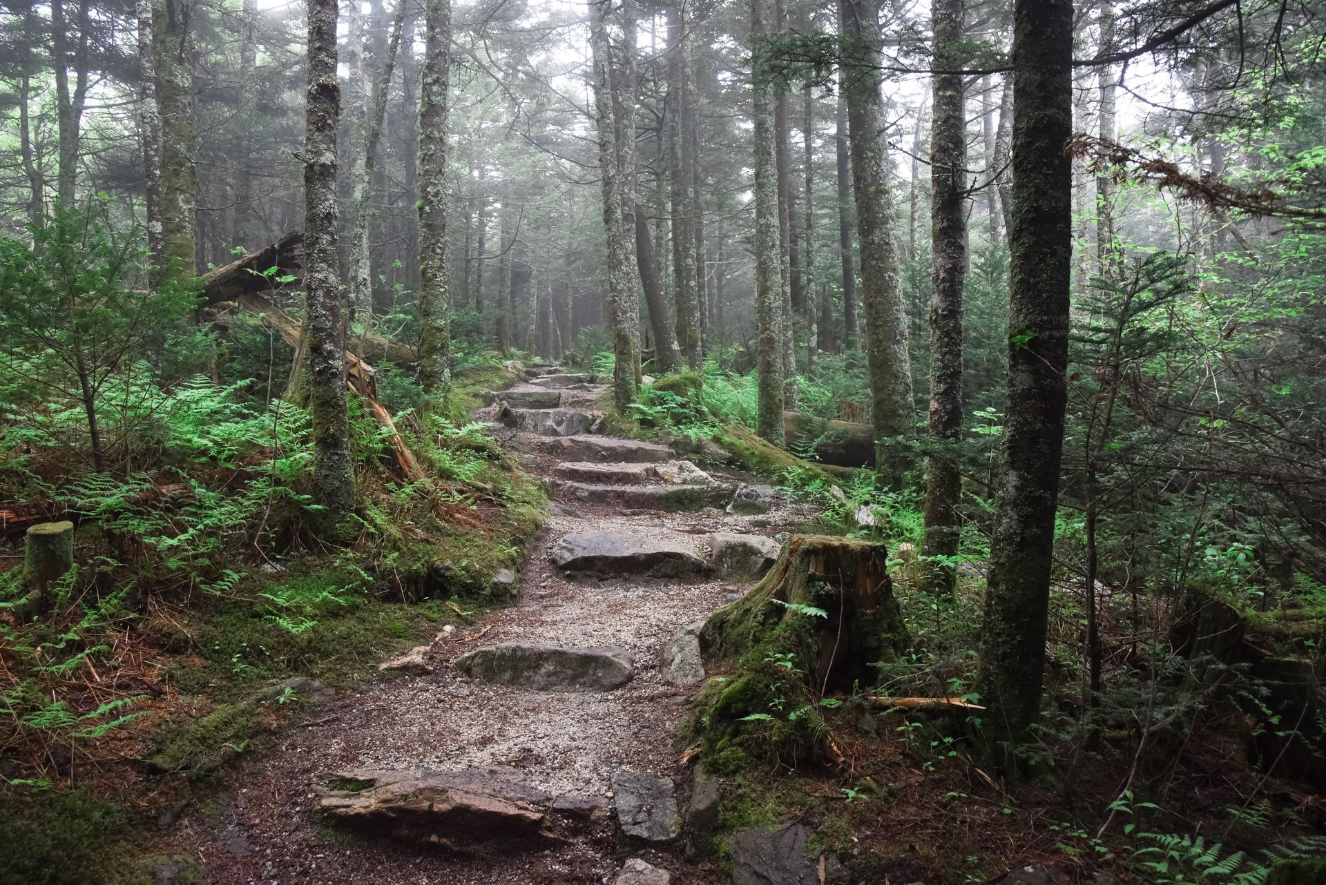 Stone steps ascend through a misty forest; trees line the path with green foliage.