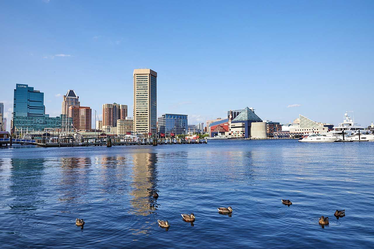 Ducks are swimming in the water in front of a city skyline.