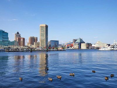 Ducks are swimming in the water in front of a city skyline.
