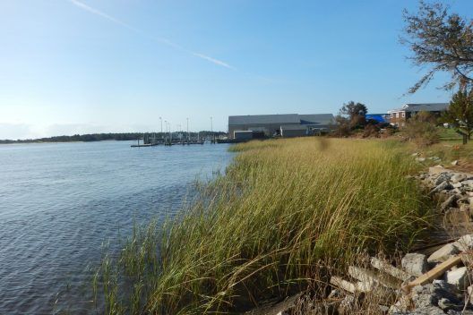 A large body of water surrounded by tall grass and rocks.