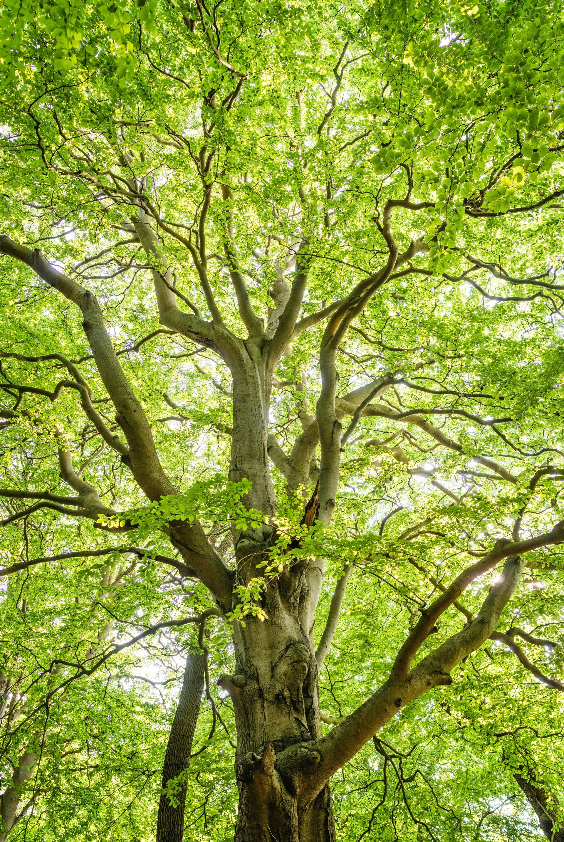 Green tree with spreading branches, sunlight filtering through leaves.