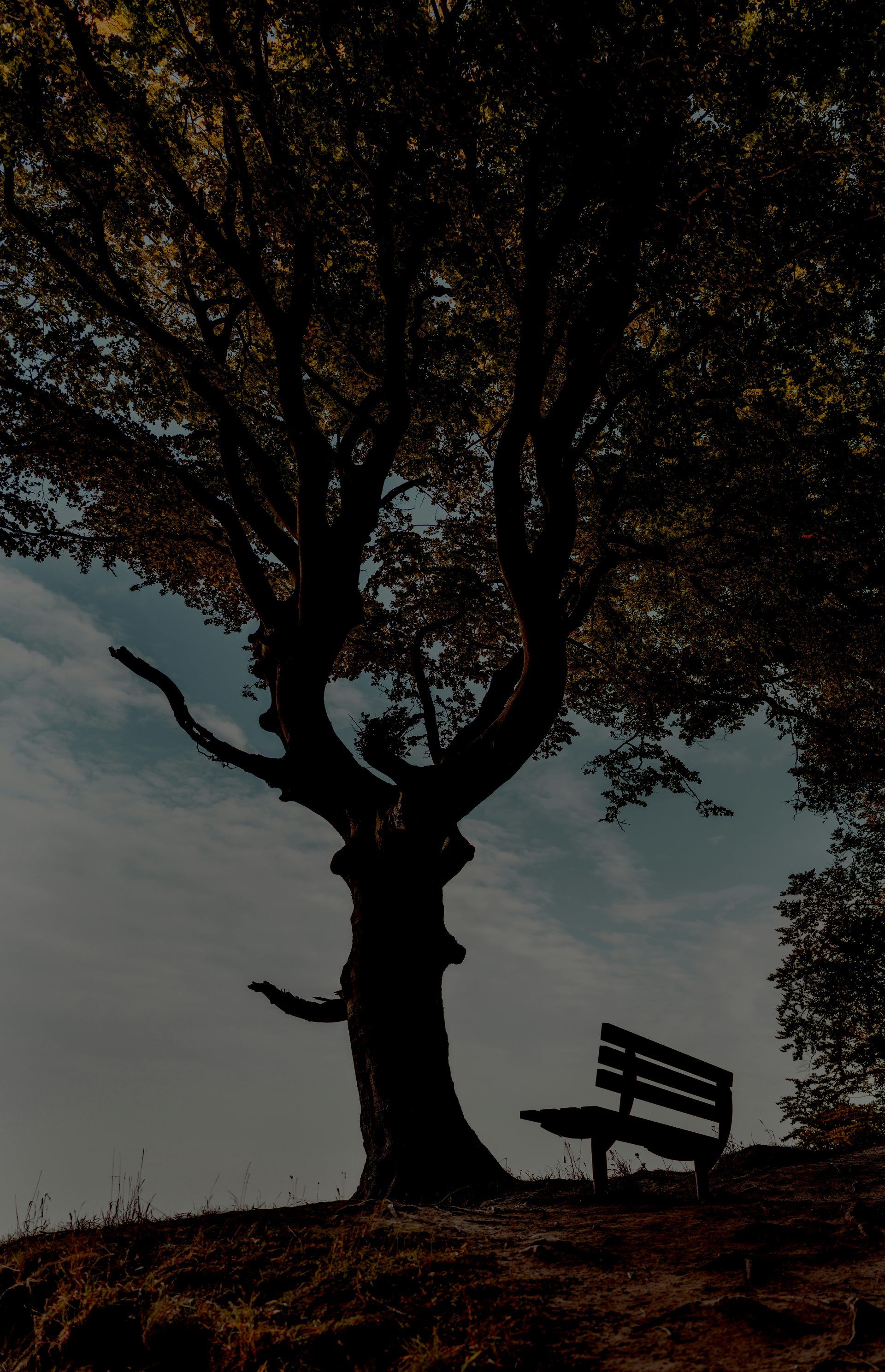 A silhouette of a tree with a bench underneath it in Peoria.