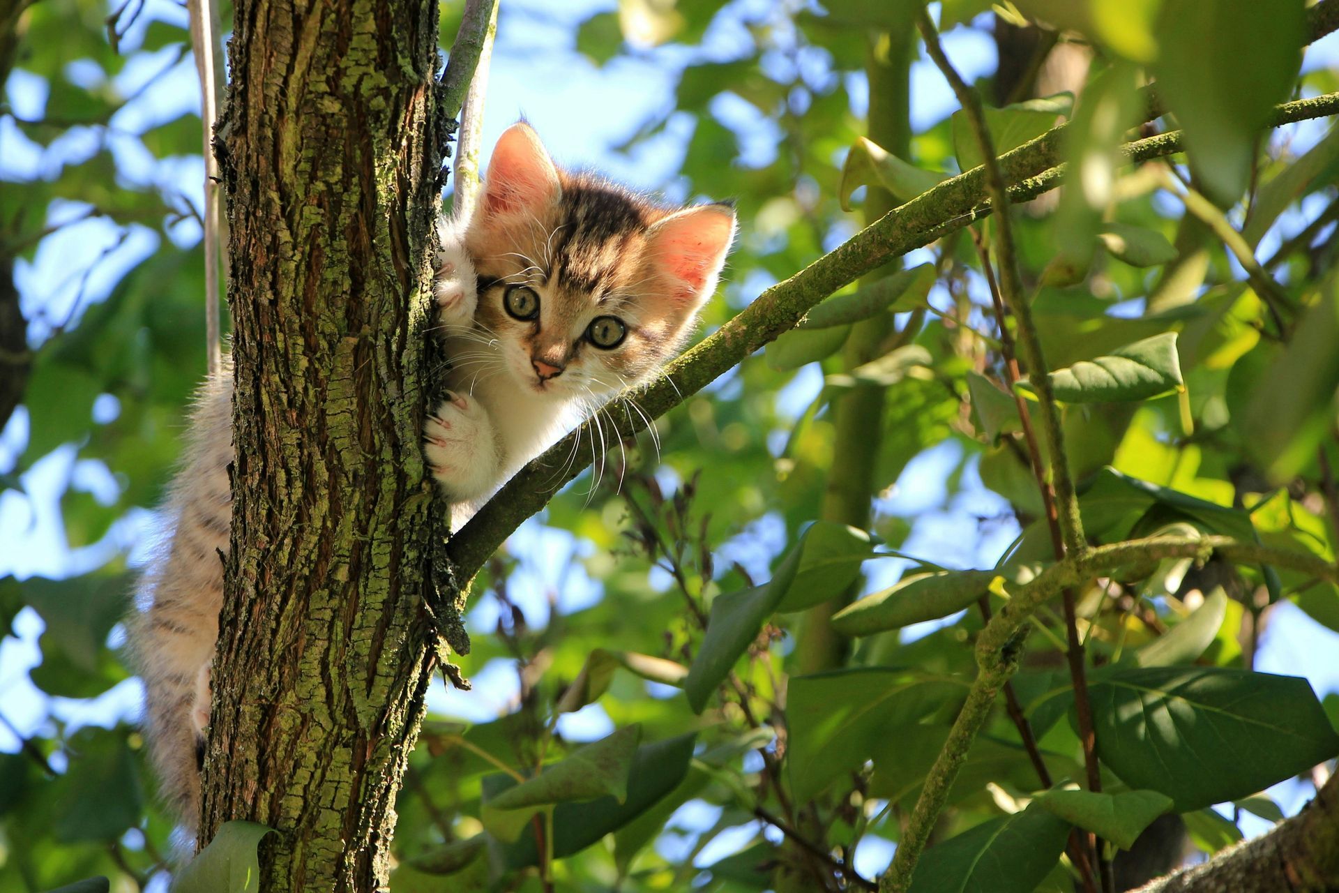 A kitten is climbing up a tree branch.