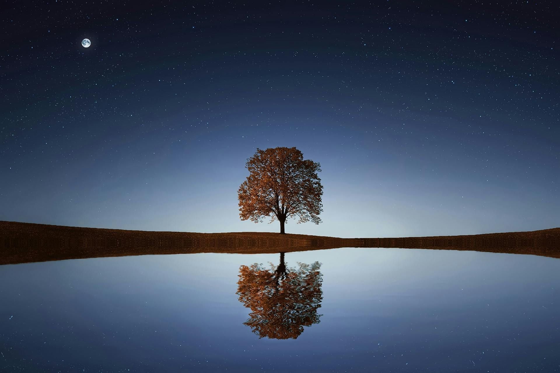 Lone tree reflected in calm water under a starry night sky.