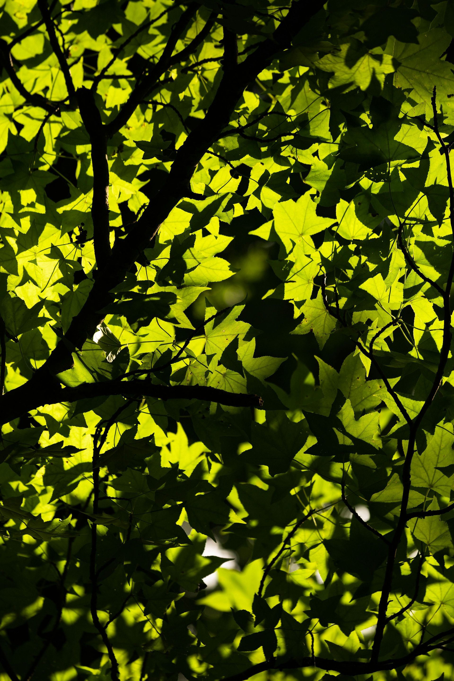 Green leaves backlit by sunlight on tree branches.