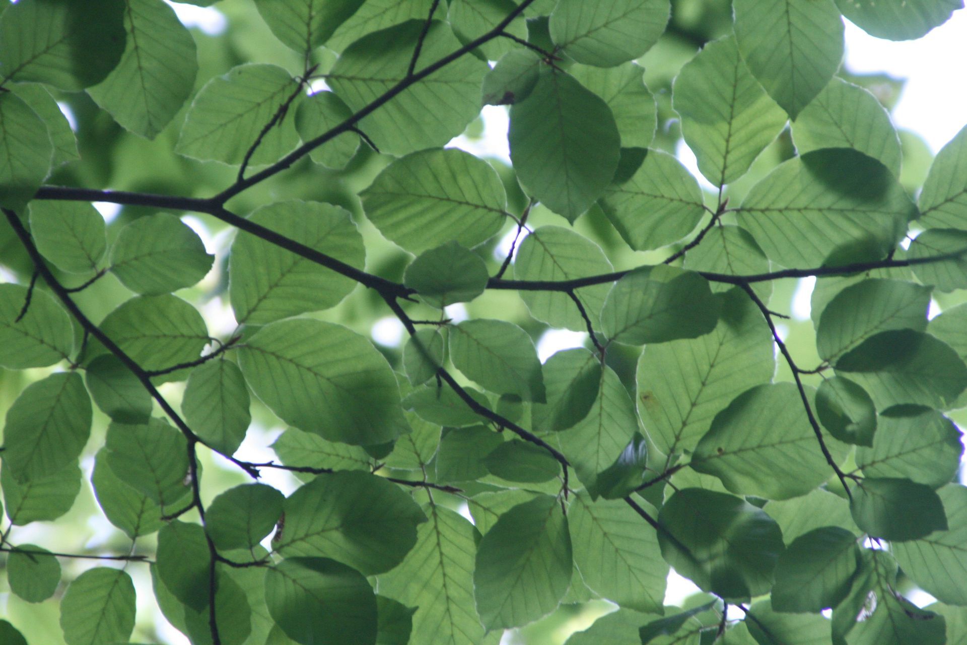 A tree with lots of green leaves on it in a Peoria yard.