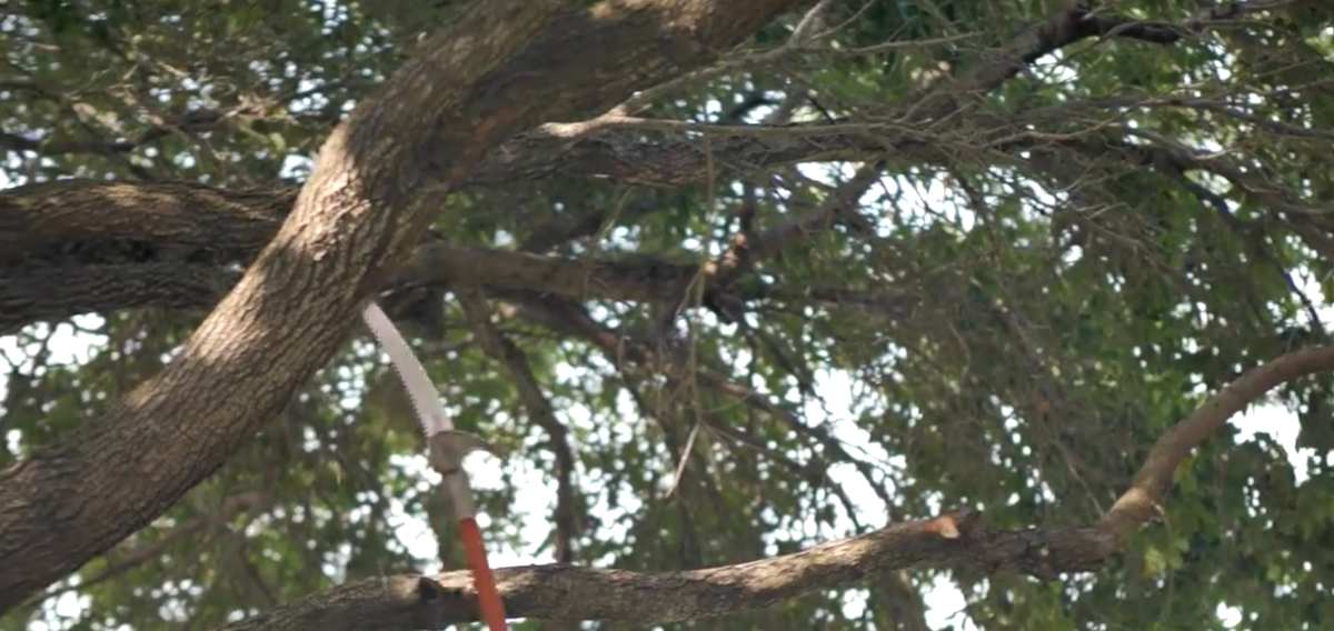 A person is cutting a tree branch with a saw.