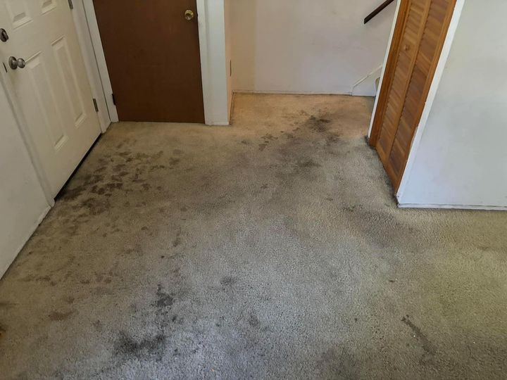 Stained beige carpet in a hallway between white walls and brown doors
