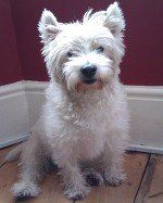 Muddy Paws Grooming Studio's dog grooming service example 10