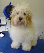 Muddy Paws Grooming Studio's dog grooming service example 11