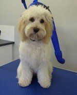 Muddy Paws Grooming Studio's dog grooming service example 12
