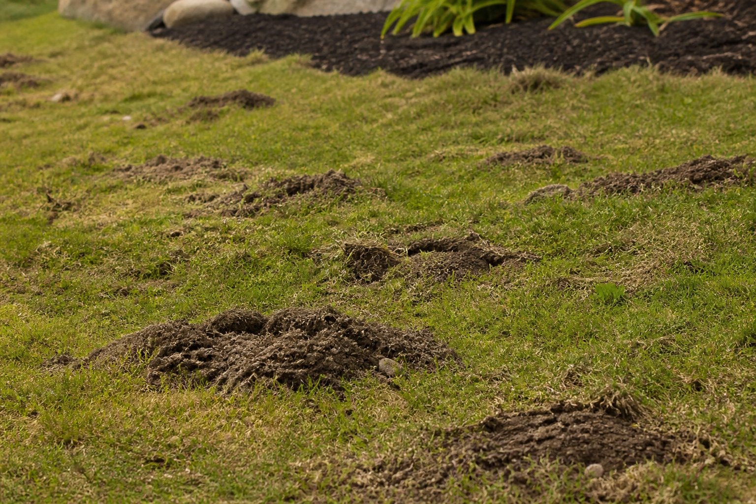 Mounds of dark soil scattered across a green grassy garden bed