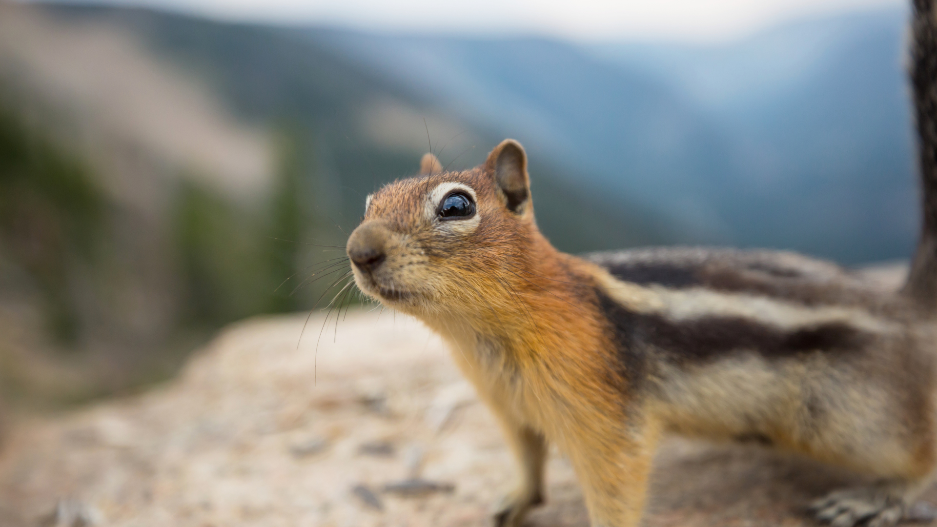 Close-up of a squirrel on a rocky ledge with blurred mountains in the background