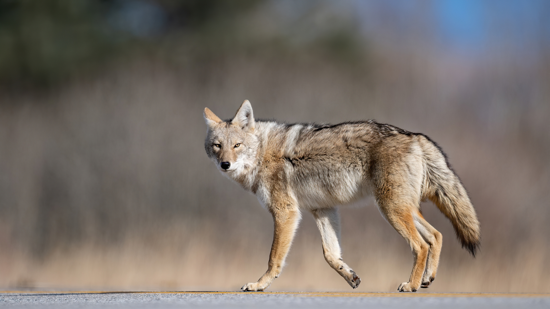 Coyote standing on a road, side view, in a blurred natural background