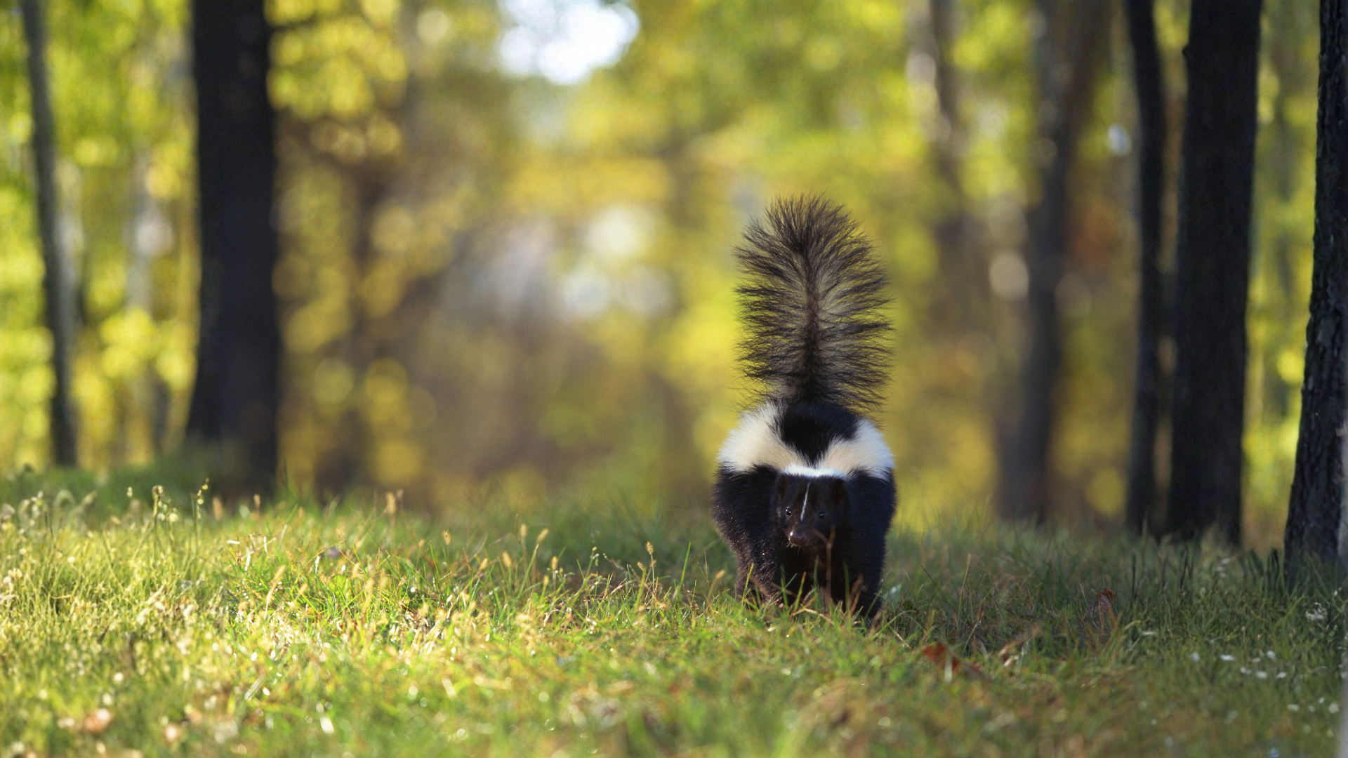 Skunk standing in a sunlit grassy forest clearing with trees in the background
