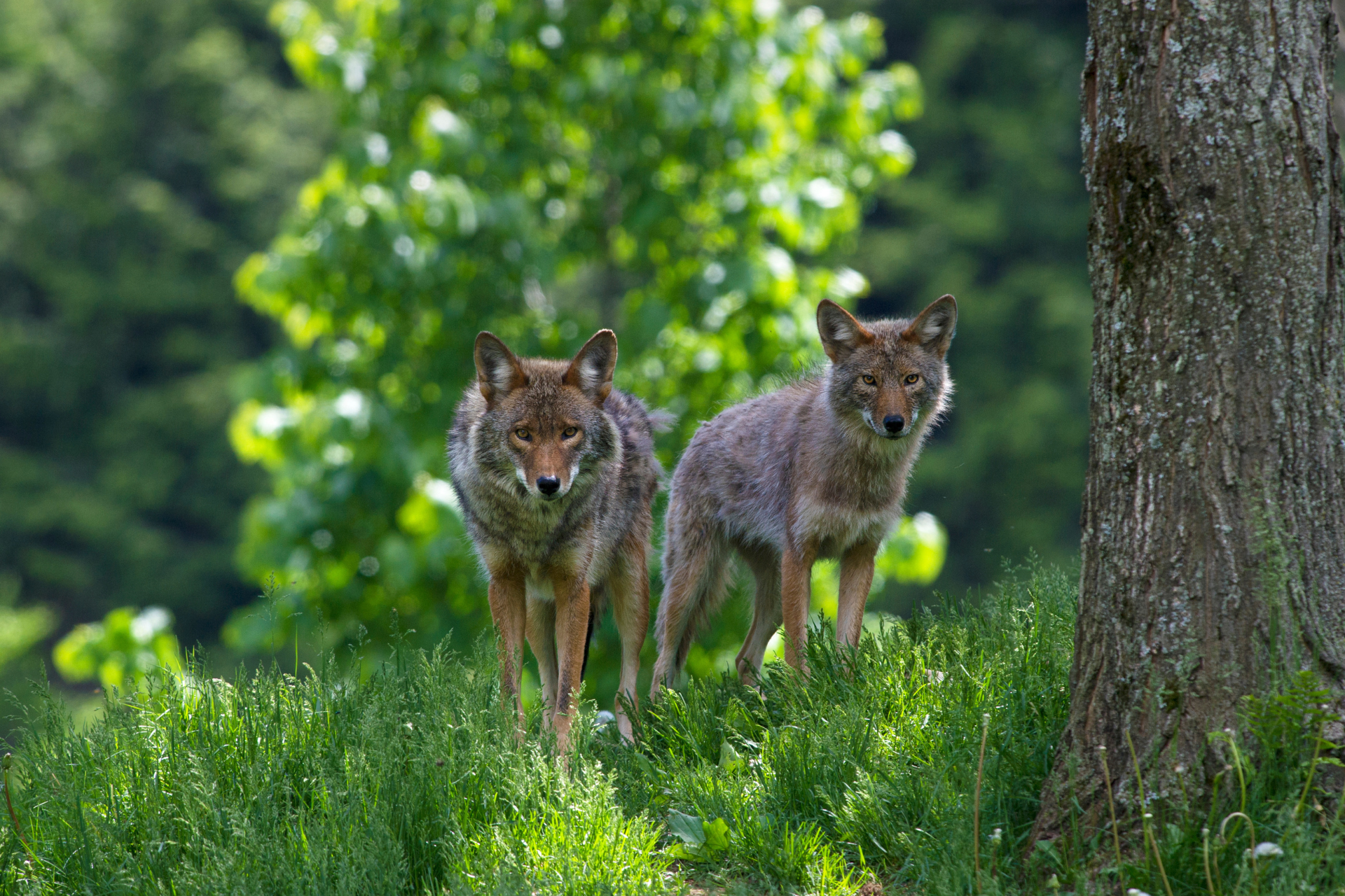 two coyotes are standing next to each other in a grassy field .