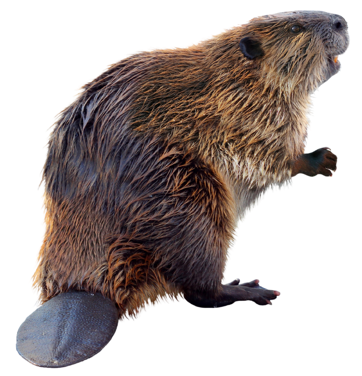 a close up of a beaver on a white background