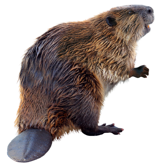 a close up of a beaver on a white background
