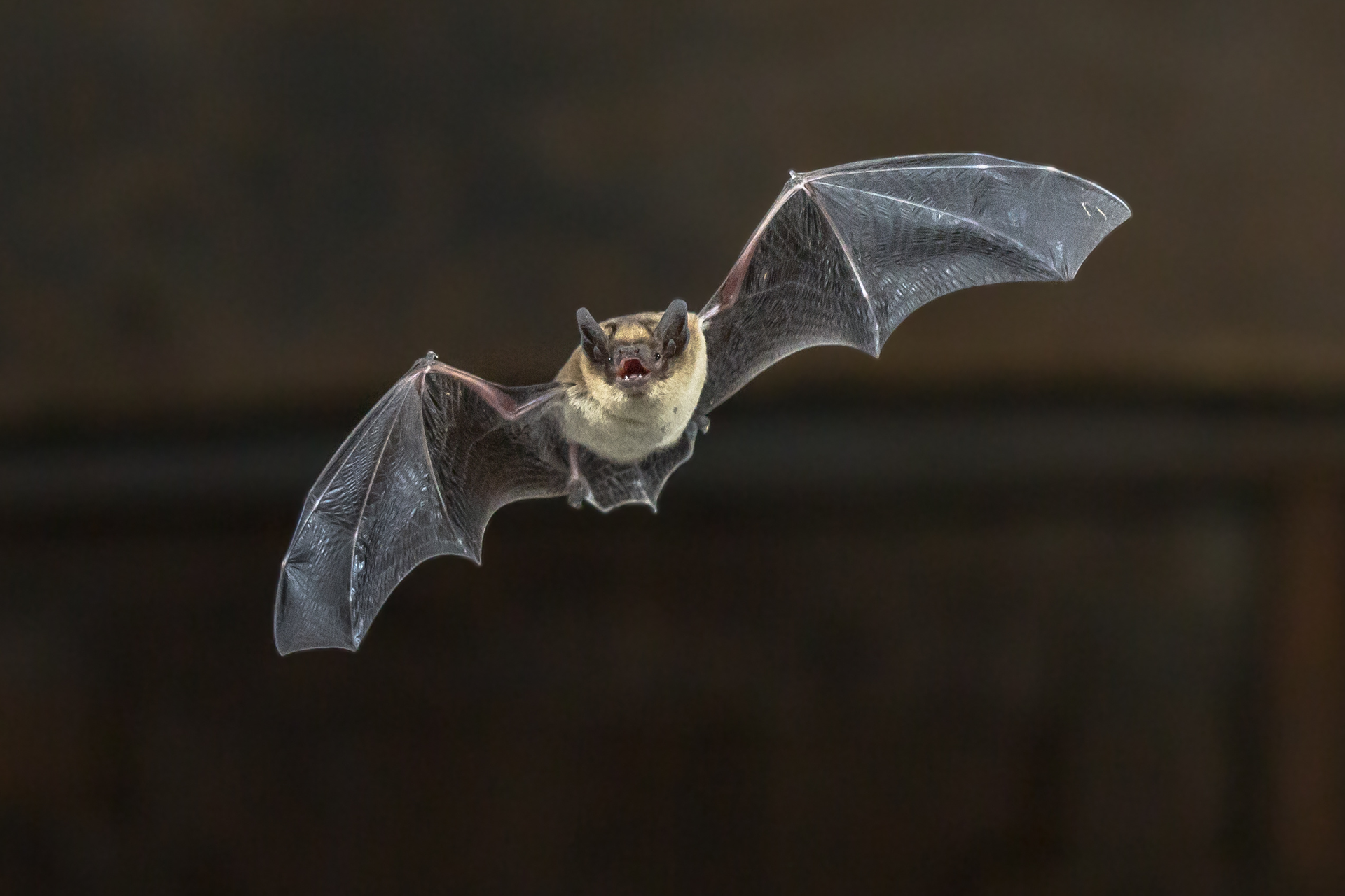 bat-flying