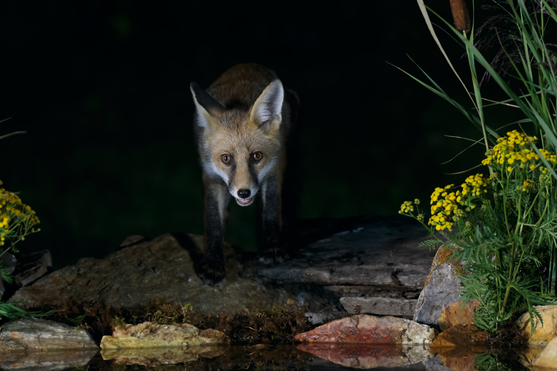 fox-in-the-dark