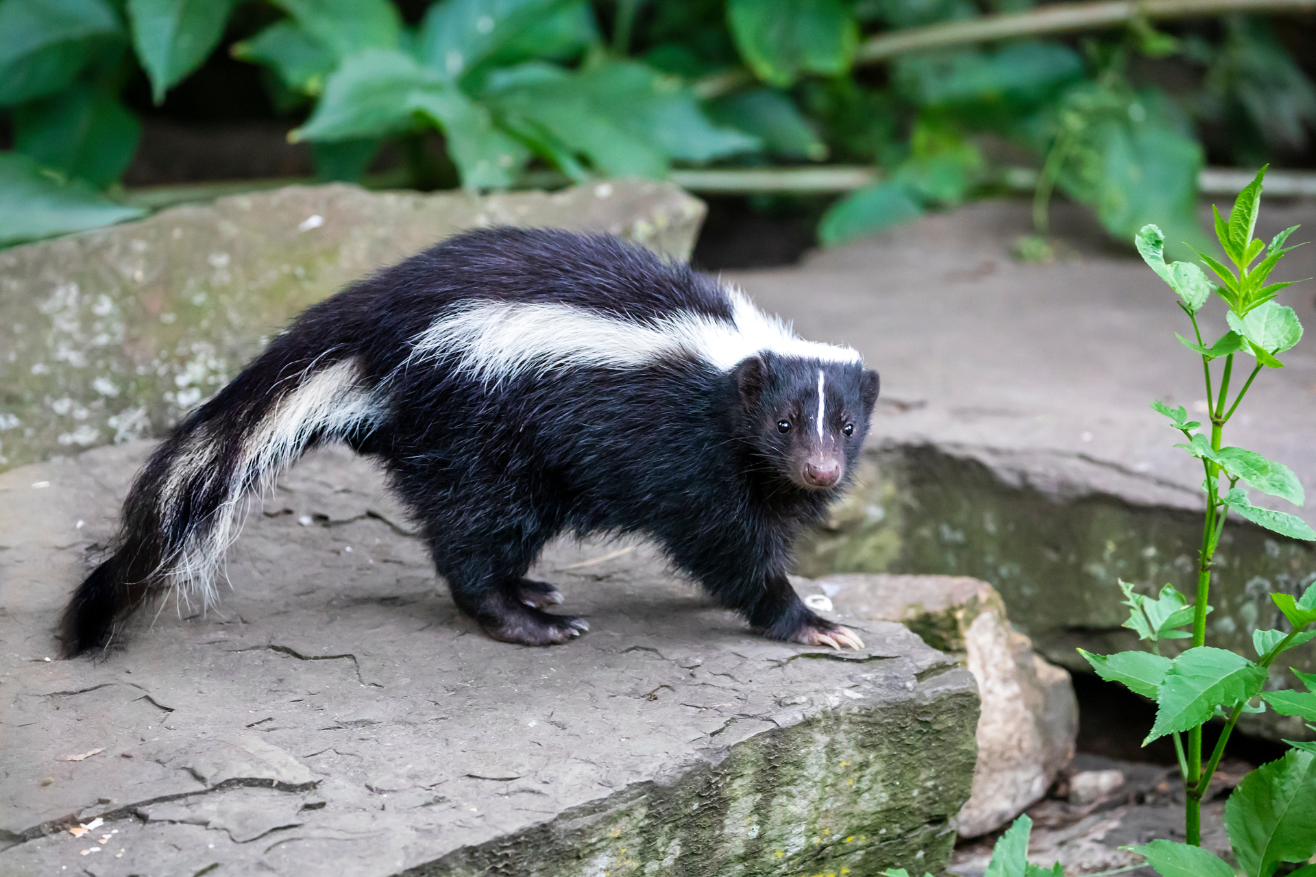 a black and white skunk is standing on a rock .