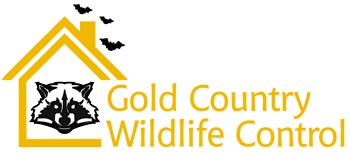 a logo for gold country wildlife control with a raccoon and bats