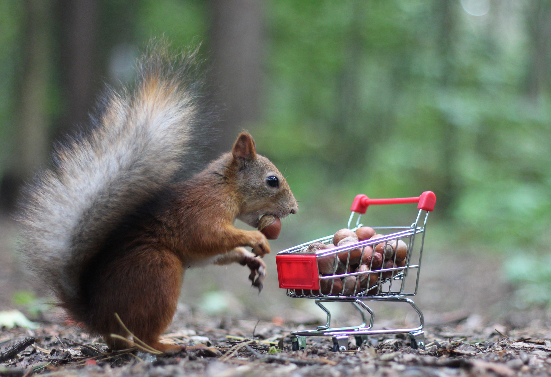squirrel-shopping-cart