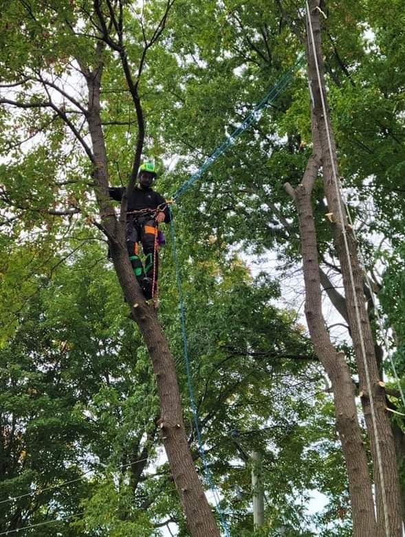 Un homme grimpe à un arbre avec un harnais.
