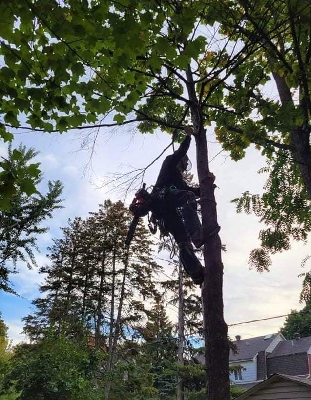 Un homme grimpe à un arbre avec une tronçonneuse.