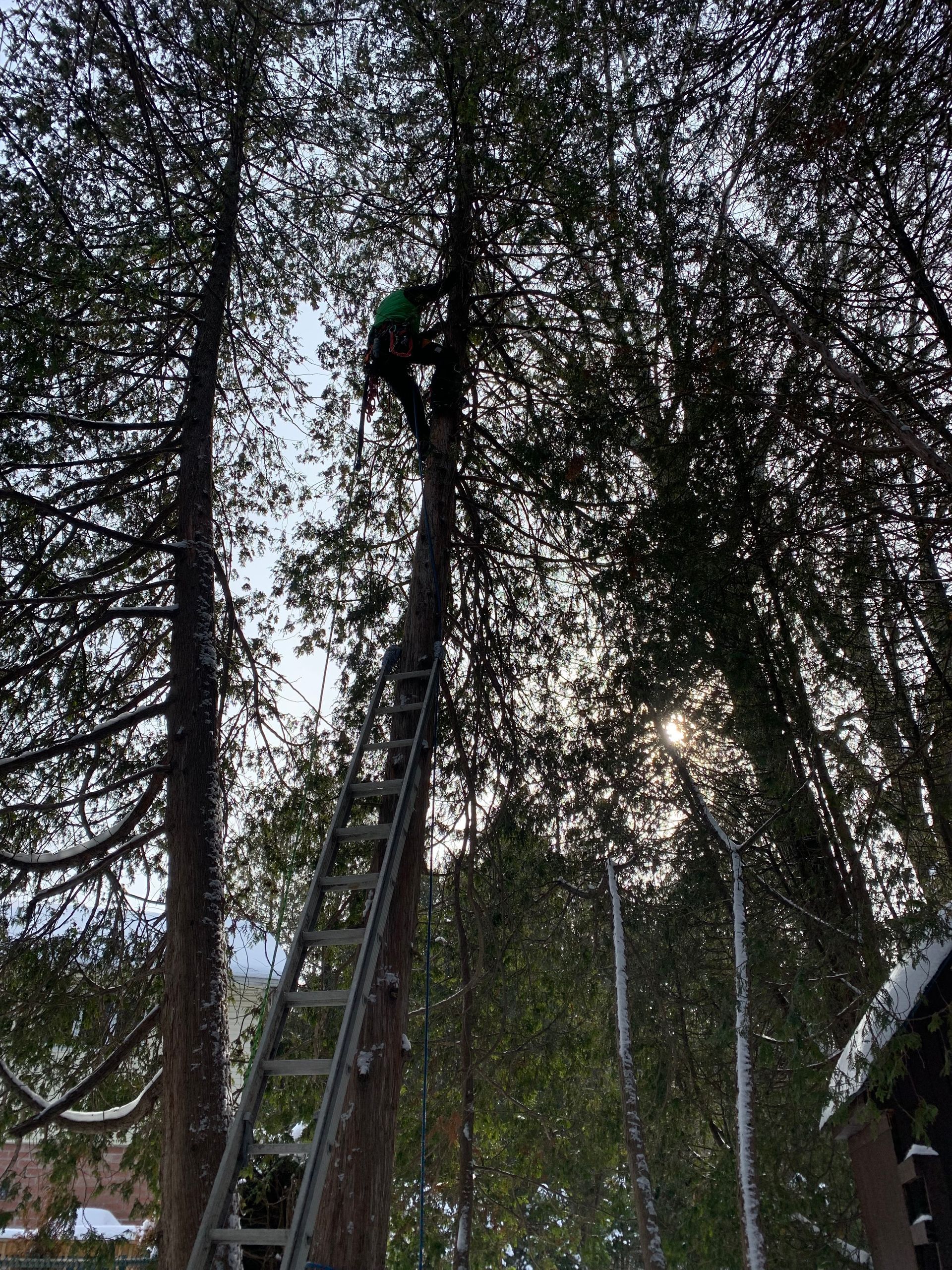 Un homme grimpe à un arbre avec une échelle.