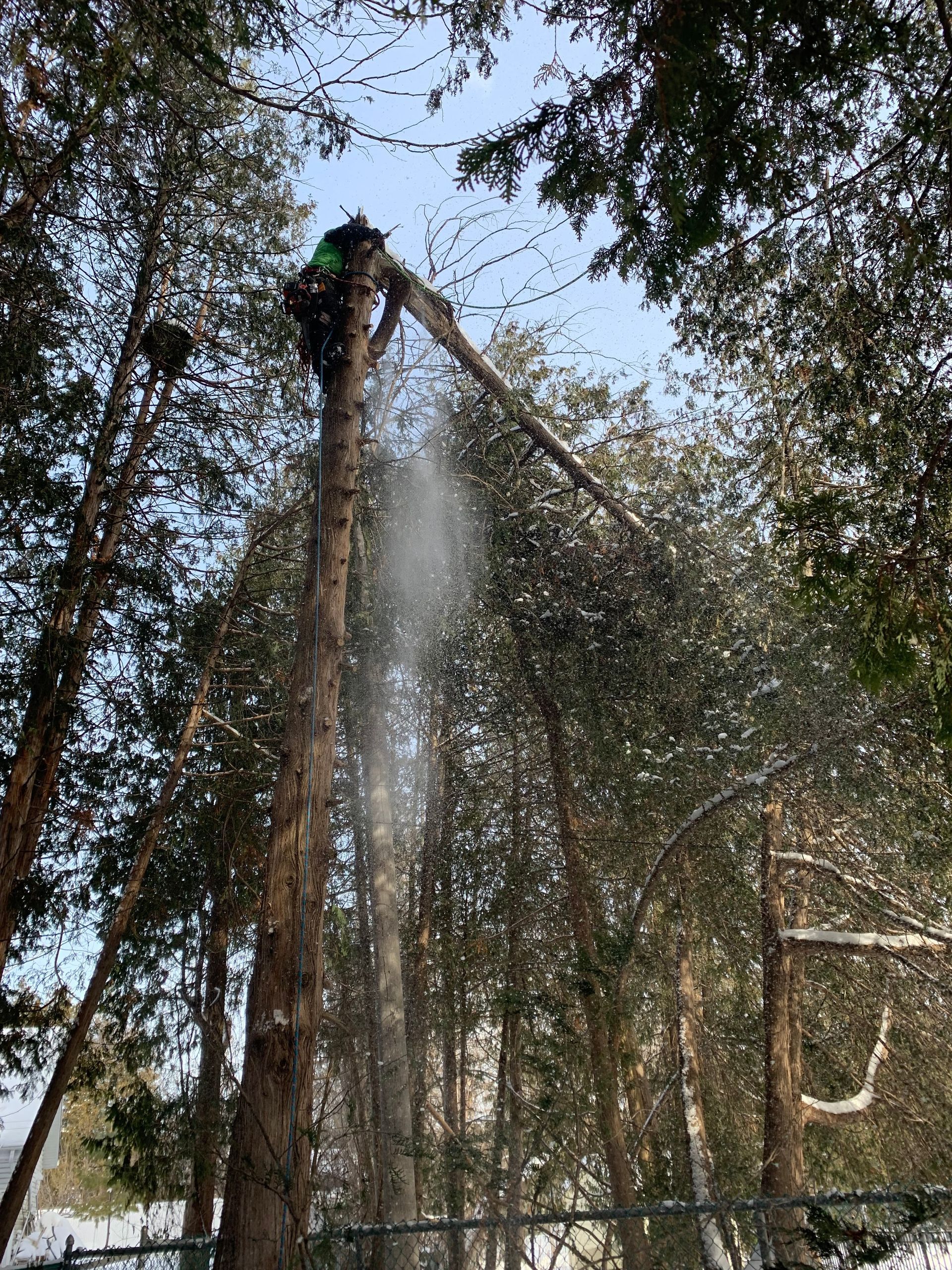 Un homme coupe un arbre dans les bois avec une tronçonneuse.
