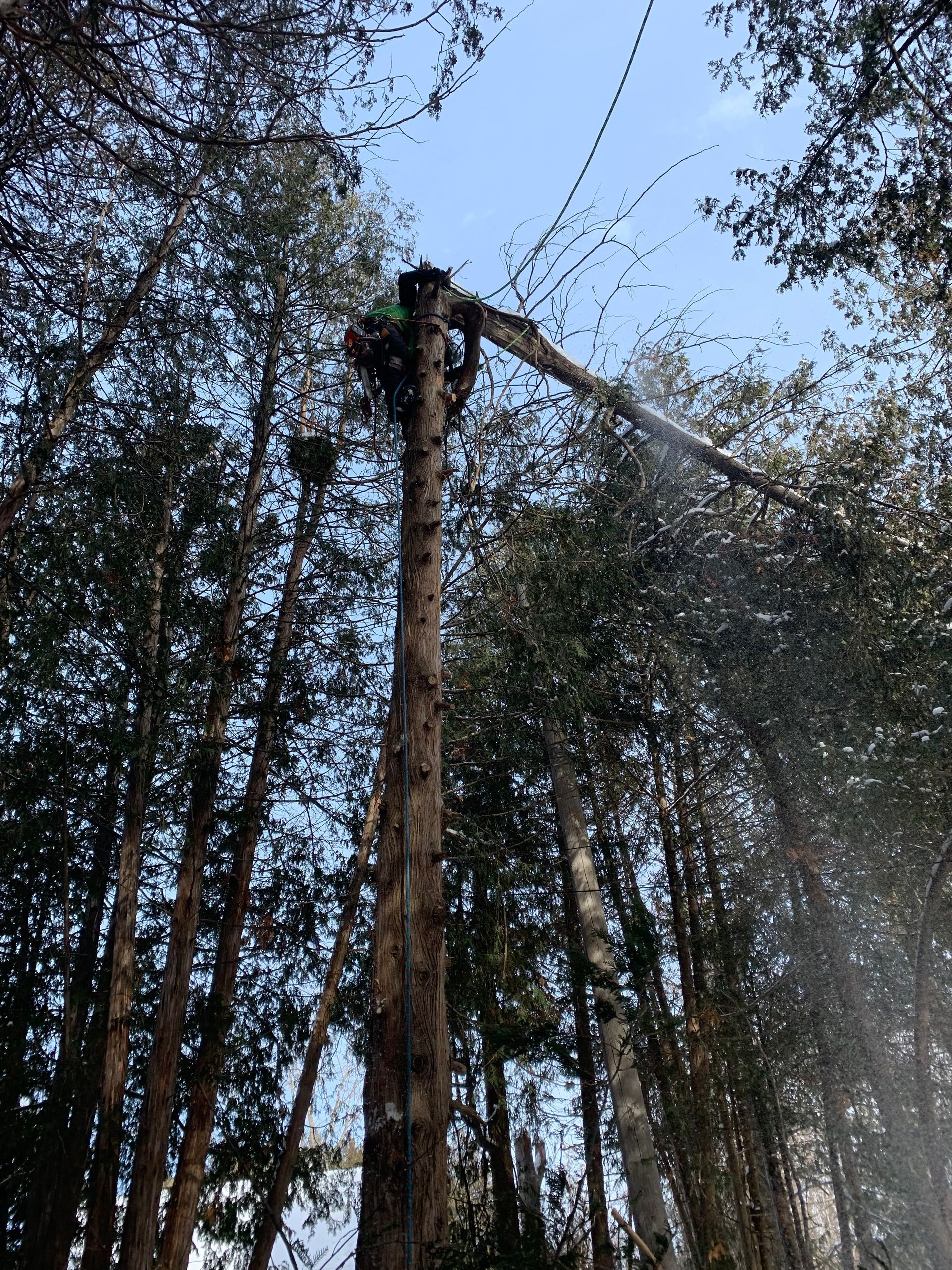 Un homme grimpe à un arbre dans les bois