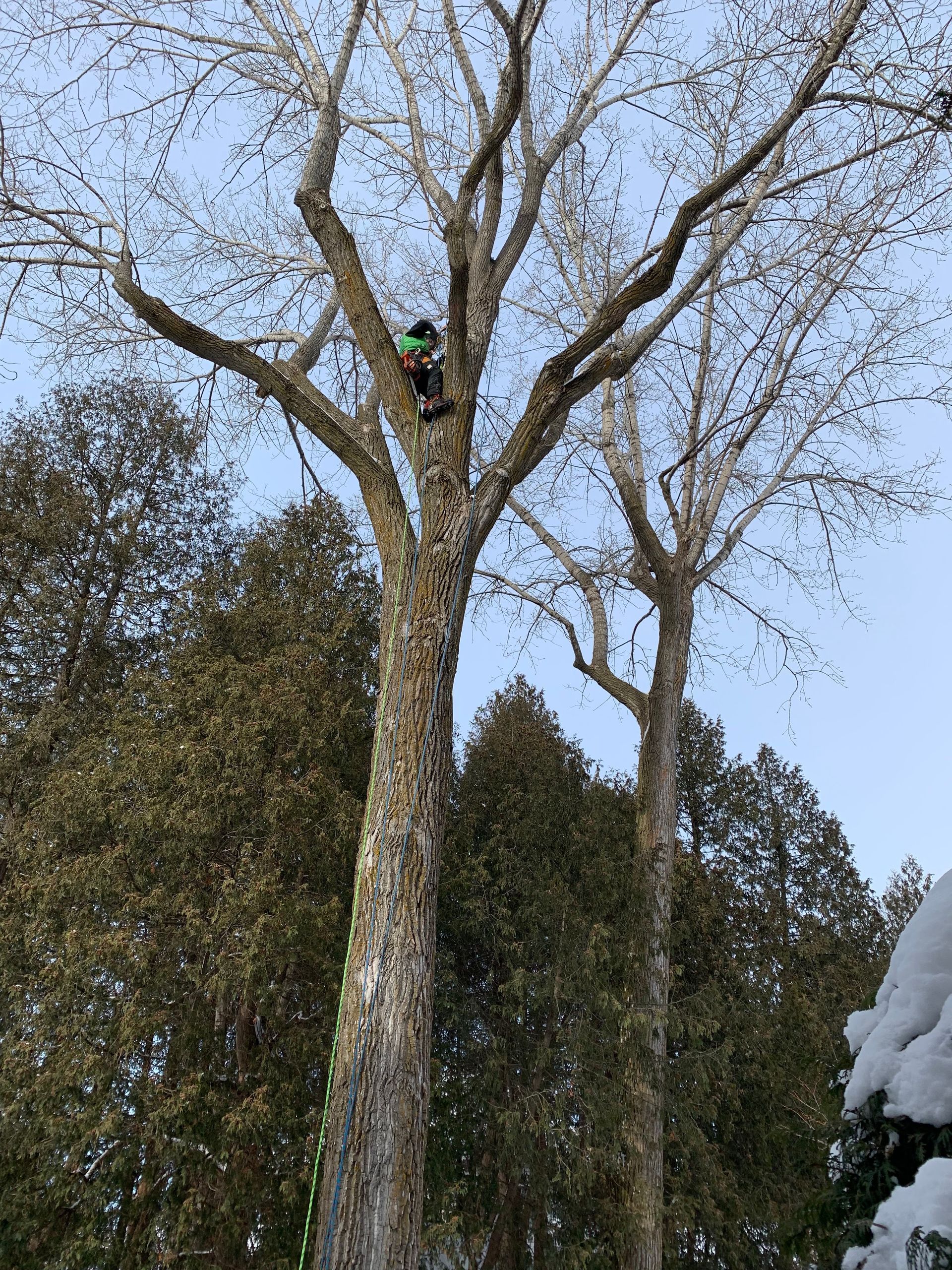 Un homme grimpe à un arbre avec une tronçonneuse.
