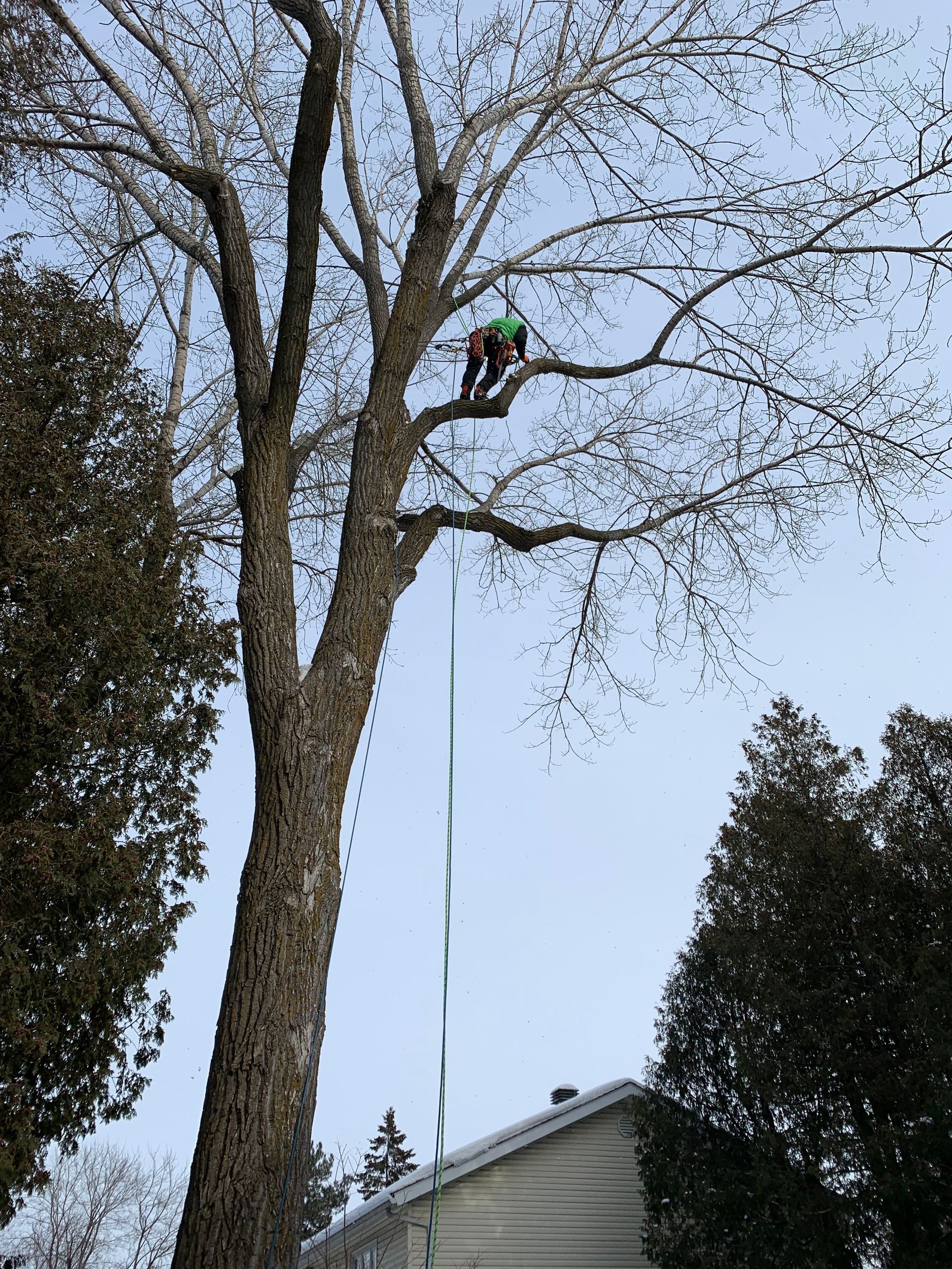 Un homme grimpe à un arbre devant une maison.