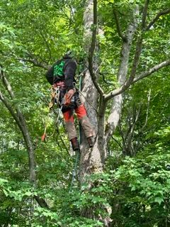 Un homme grimpe à un arbre dans les bois.