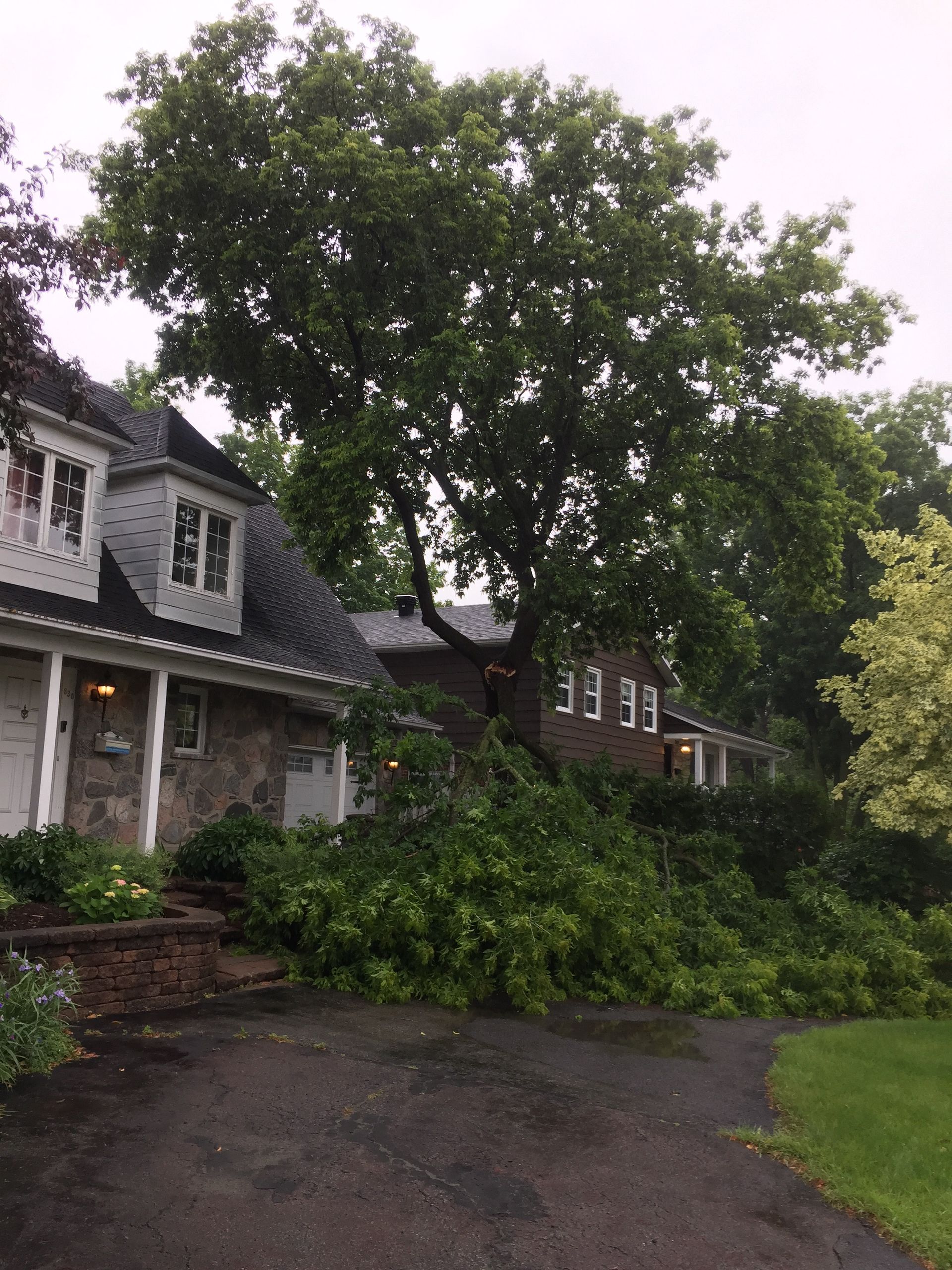 Une maison avec un grand arbre devant